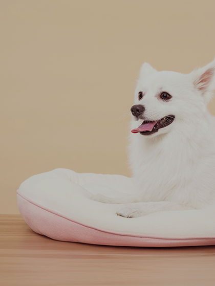 Pet Beds